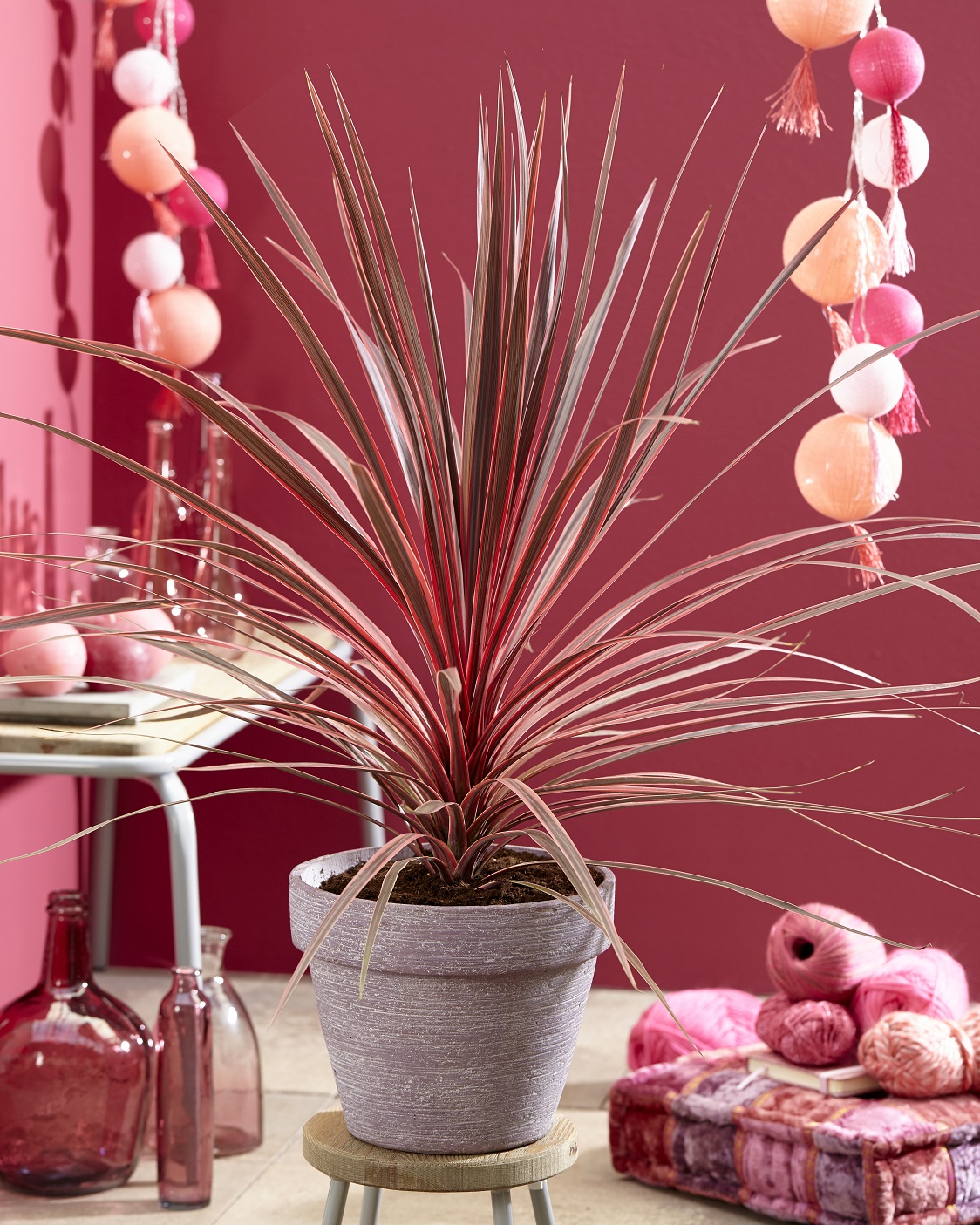 Cordyline 'Charlie Boy' Cowell's Garden Centre Woolsington